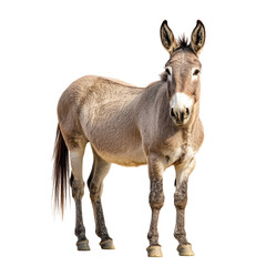 Fototapeta premium Portrait of a donkey standing full body size isolated on transparent background.