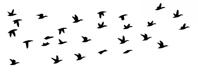 Flock of birds flying in the ...