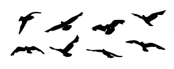 Fototapeta premium Flying bird silhouette. Birds...