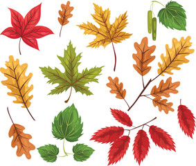 Collection of autumn leaves