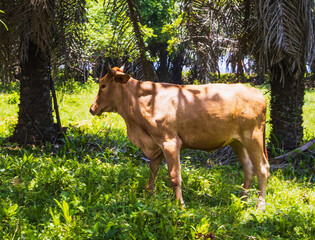 Golden Cattle in Green: A single, healthy golden cow stands poised amidst the lush green of the...