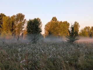Golden morning fog embraces wildflowers at sunrise in harmony.