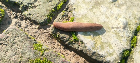 Close up shot of slug.