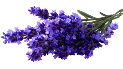 Bunch of Vibrant Purple Lavender Flowers with Green Stems on White Background, cut out transparent