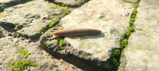 Close up shot of slug.