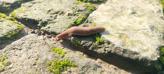 Close up shot of slug.