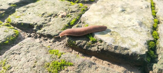 Close up shot of slug.