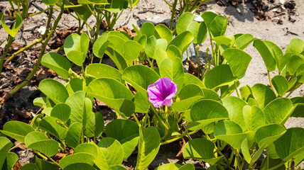 Coastal Bloom: A vibrant purple flower emerges from lush green foliage, thriving in its sandy coastal environment.