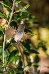 Grey warbler bird in a scenic area near Mount Maunganui, New Zealand