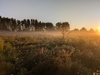 Golden morning fog embraces wildflowers at sunrise in harmony.