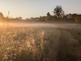 Golden morning fog embraces wildflowers at sunrise in harmony.