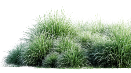 Group of Tall Ornamental Grasses with Green and White Variegated Blades, cut out transparent