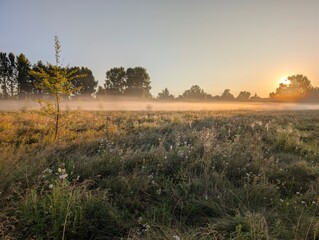 Golden morning fog embraces wildflowers at sunrise in harmony.