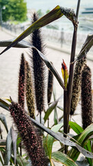 Pennisetum, African millet is a herbaceous plant. It is used for decorating cafes, restaurants and...