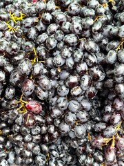 bunch of ripe dark blue grapes on a dark background with drops of water on berries, closeup