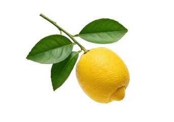 Fresh lemon with leaves on a branch isolated on transparent background
