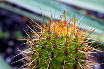 Shtenocereus cactus. colorful photo of a plant in its natural habitat with raindrops. close-up....