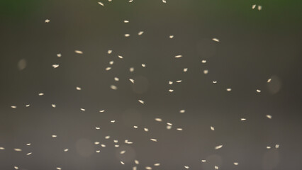 大量に飛ぶ虫