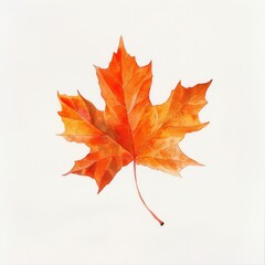 Fototapeta premium Maple leaf plant tree.