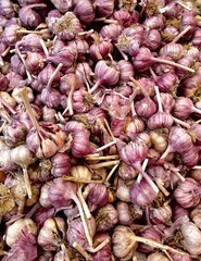 Vibrant garlic bulbs on display at a charming local market, showcasing the essence of traditional...