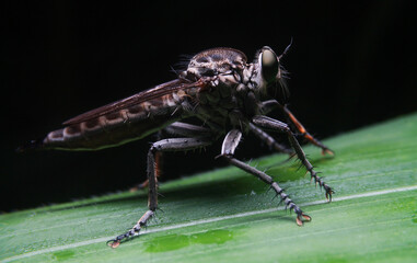 Tolmerus is a genus of robber flies in the family Asilidae.