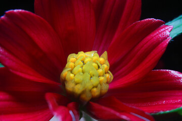 Bright red flowers with contrasting stamens