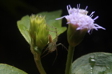 Spider hiding under the grass