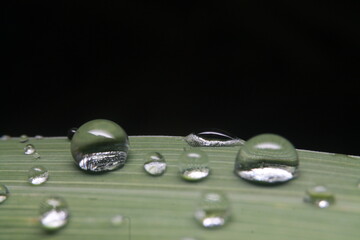 Clear water drops on the grass