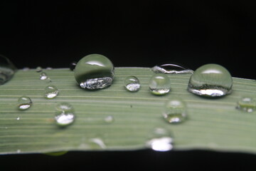 Clear water drops on the grass