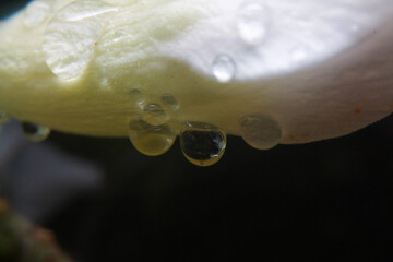 Clear water drops under white flowers