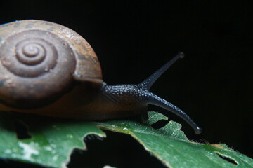 Snails eat leaves until they make holes.