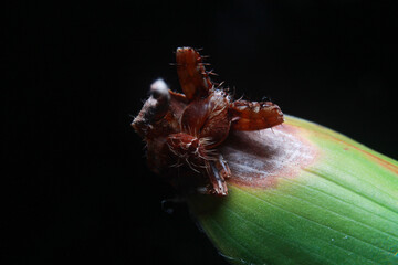 The spider is hiding neatly in the dry leaves.