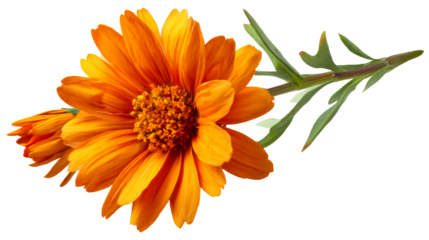 Orange flower bloom with detailed petals and green stem against white background, cut out transparent