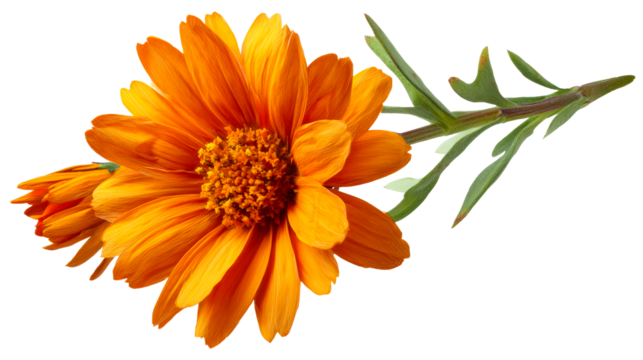 Orange flower bloom with detailed petals and green stem against white background, cut out transparent