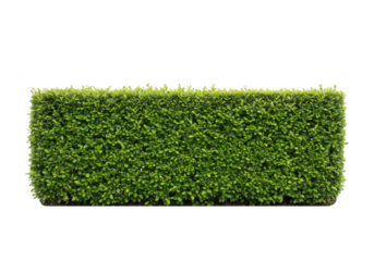 Green hedge isolated on transparent background