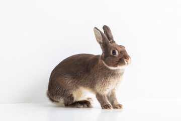 うさぎ・Rabbit・スタジオ撮影