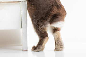 うさぎの後ろ足・hind legs
