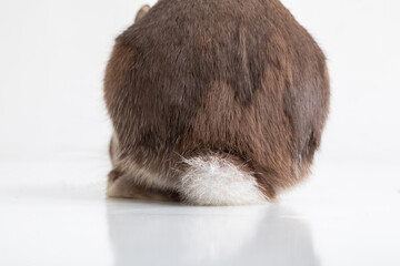 うさぎのお尻・ass