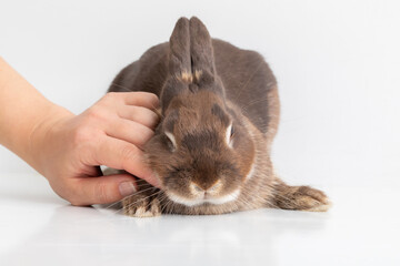 うさぎ・rabbit・撫でる