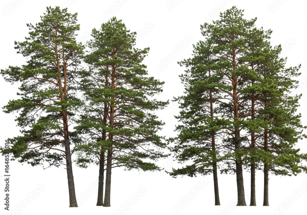 Poster group of pine trees isolated on transparent background