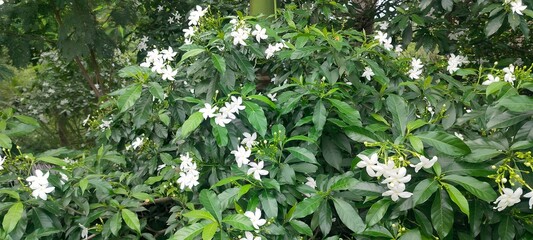 close up shot of pinewheel flower and pinewheel tree