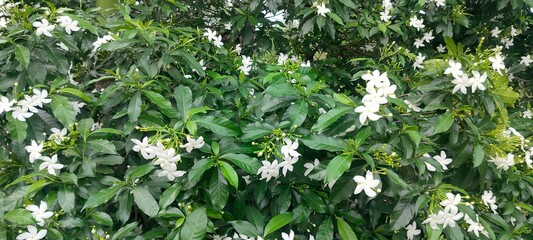close up shot of pinewheel flower and pinewheel tree