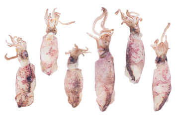 Collection of Raw Baby Squid Isolated on a Transparent Background. 