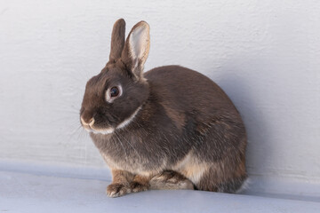 うさぎ・Rabbit