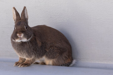 うさぎ・Rabbit