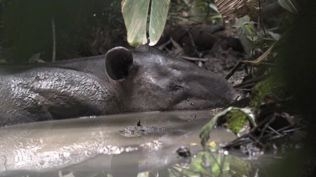 This image captures a Baird's tapir (Tapirus bairdii) enjoying a peaceful mud bath in the Sirena Sector, within Corcovado National Park in Costa Rica.