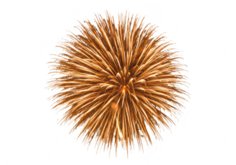 Golden firework burst isolated on transparent background