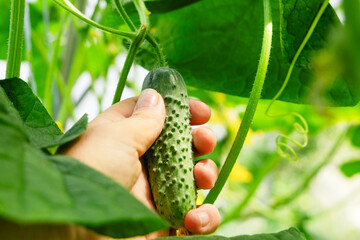 Hand Picking Fresh and Juicy Cucumber in a Beautiful and Lush Green Garden Landscape