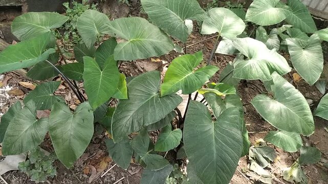 Organic green taro leaves in the garden moving with light breeze, homegrown, nutrient-rich Kochu shaks vegetables 