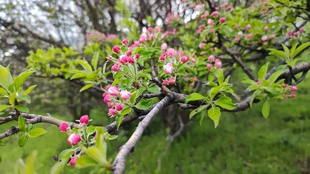 The apple tree is in bloom. Sazan Ata Gorge, dinosaur Ridge, Sairam-Ugam National Park, Turkestan region, Republic of Kazakhstan.